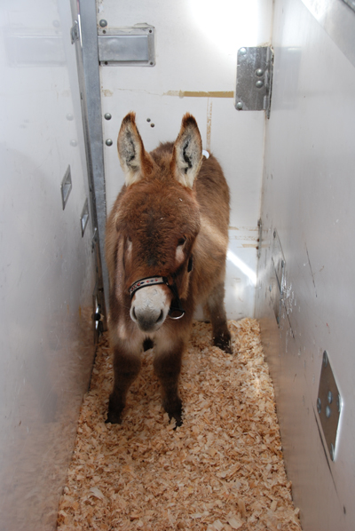 Another one of our foals being exported. We ship Worldwide!